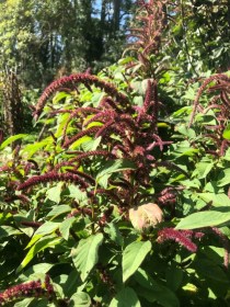 Guarijio amaránt - mexikói tájfajta, Amaranthus sp., amaránt, gabona